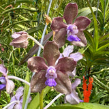 Vanda Motes Purple Streak (2735)