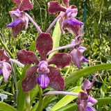 Vanda Motes Purple Streak (2735)