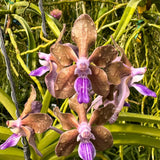 Vanda Motes Purple Streak (2735)