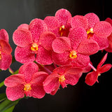 Vanda Jairak Redder