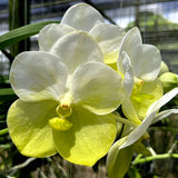 Vanda Nopporn Gold