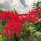 Renanthera Kalsom