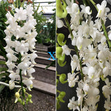 Aerides quinquevulnera 'Alba' x odorata 'Alba'