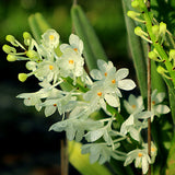 Ascocentrum ampullaceum 'Alba'
