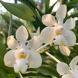Vanda denisoniana 'White'
