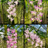Aerides lawrenceae x cootesii