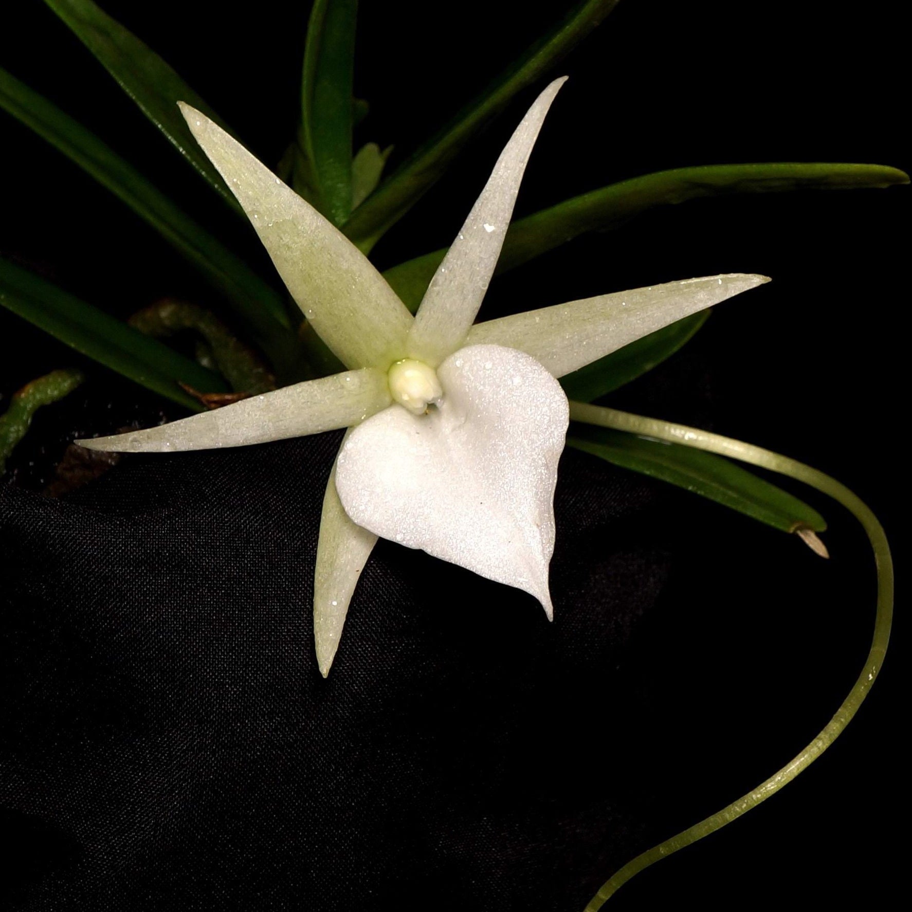 Angraecinae