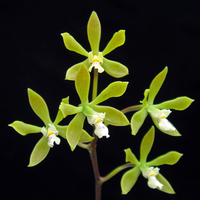 Encyclia