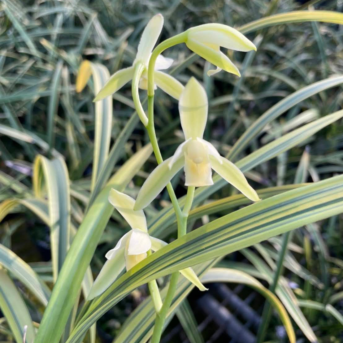 Cymbidium