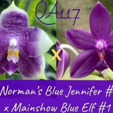 Phal. Norman’s Blue Jennifer '#2 blue' x Mainshow Blue Elf '#1' (QA117)