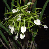 Brassavola subulifolia