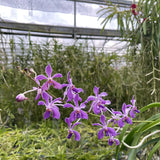 Vanda Blue Buttons