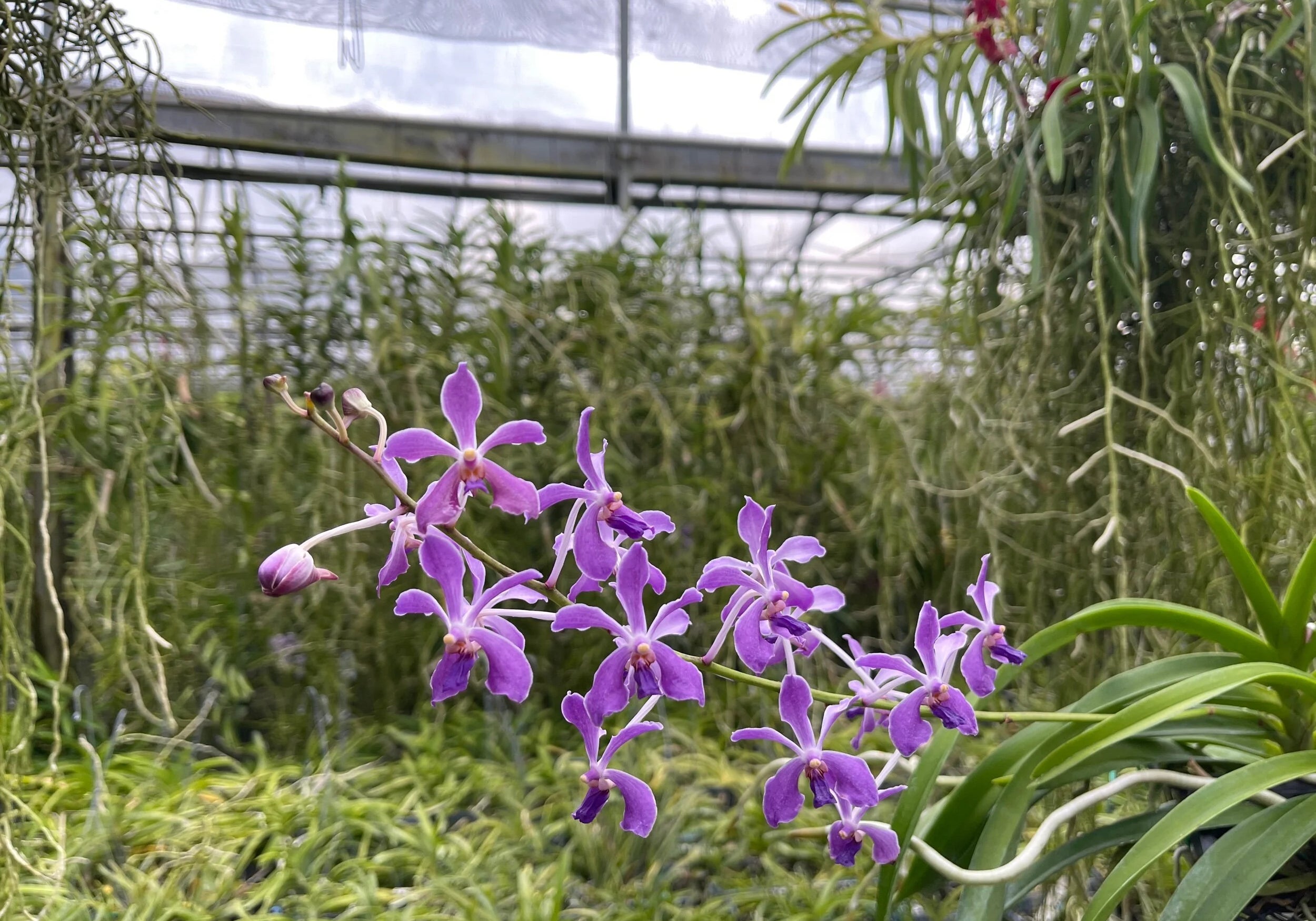 Vanda Blue Buttons