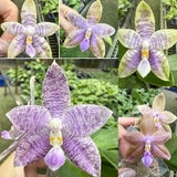 Phal. Mainshow Magic x KS Blue Ludde Zebra (QA115)