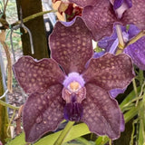 Vanda Motes Purple Lightning