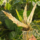 FDK After Dark 'Sunset Valley Orchids' FCC/AOS