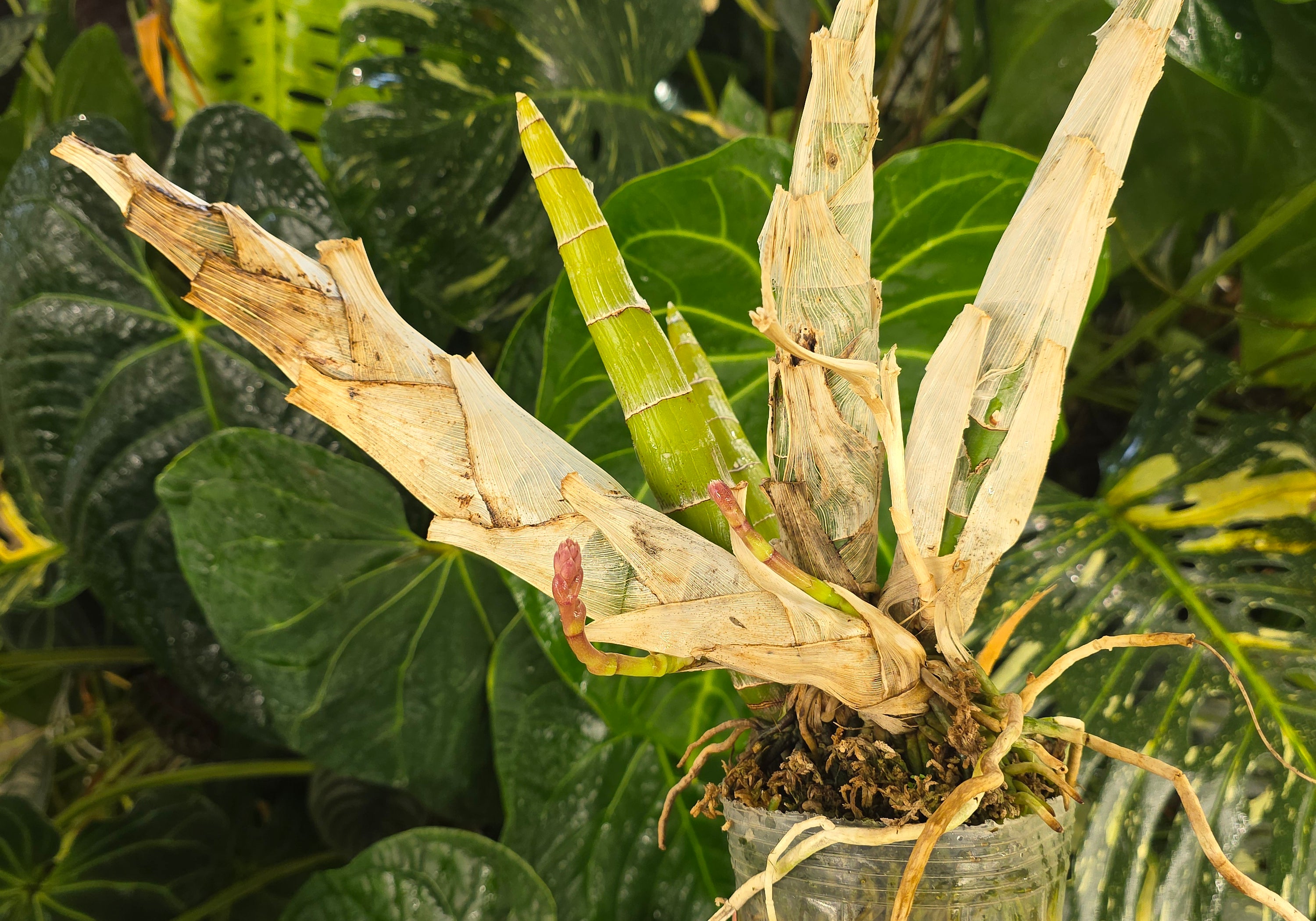 FDK After Dark 'Sunset Valley Orchids' FCC/AOS