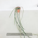 Paraphalaenopsis labukensis