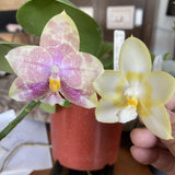 Phal. Mainshow Colourful 'light large' x Yaphon Lover 'Yellow' (QA141)