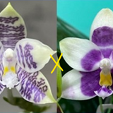 Phal. Lioulin Blue Peacock x (Happy Camping x Lioulin Blue Fifi (MY-66)
