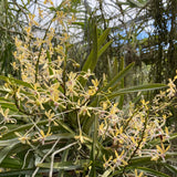 Vanda Lucknow (falcata x testacea)