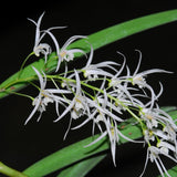 Dendrobium wassellii