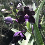 Vanda Motes Purple Rain