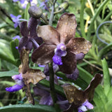 Vanda Motes Purple Rain