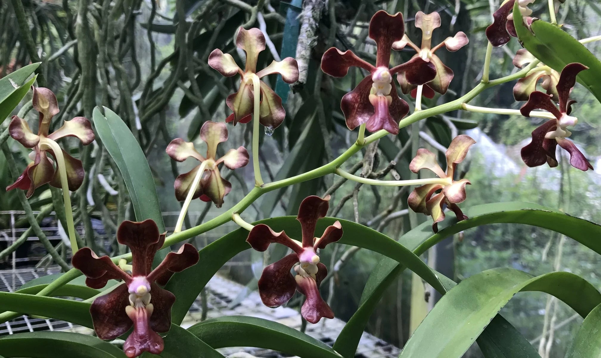 Vanda Motes Mahogany
