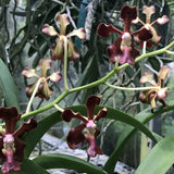 Vanda Motes Mahogany
