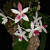 Phalaenopsis tetraspis f. christiana 'C1'