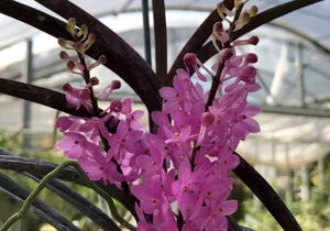 Vanda Motes Adorbs (Vanda ampullacea x V. christensoniana)