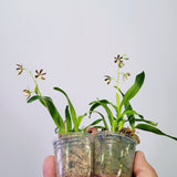 Encyclia boothiana