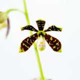 Encyclia boothiana