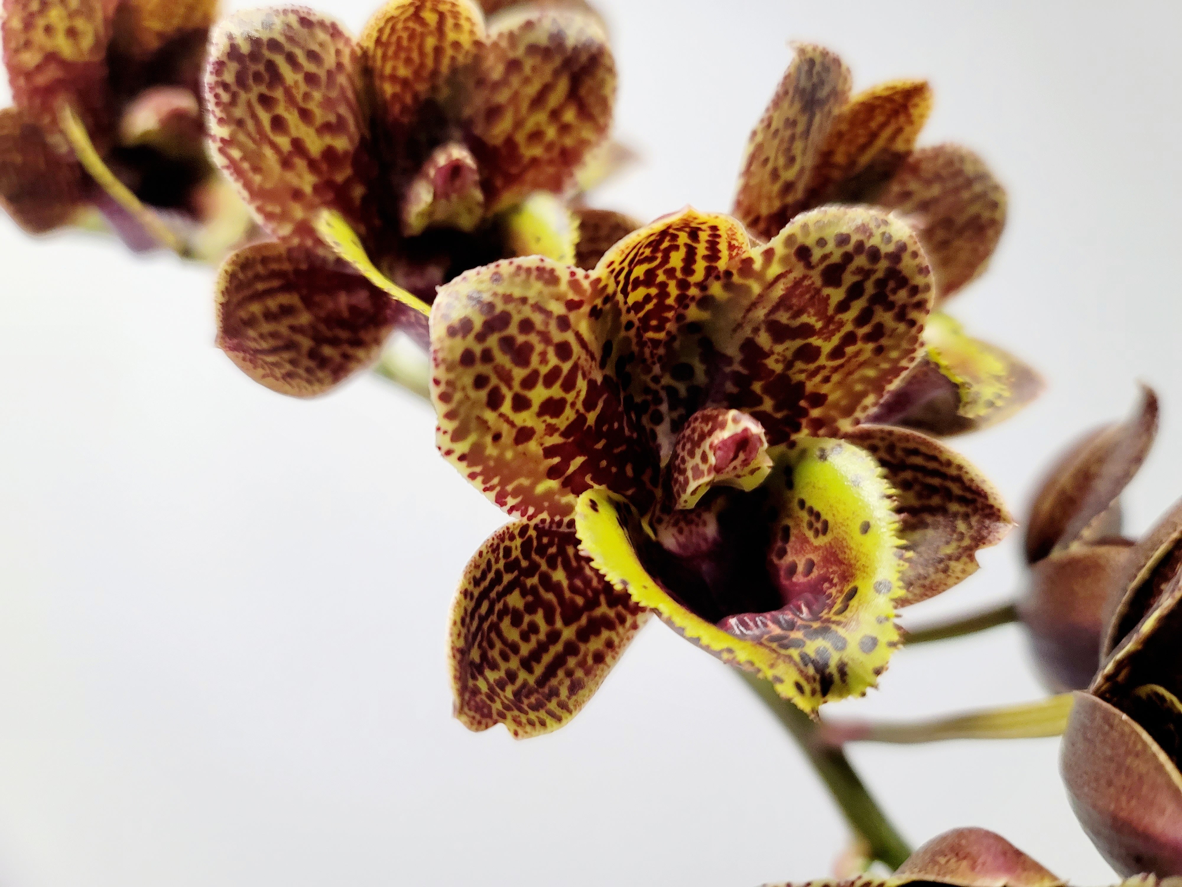 Catasetinae Manu's Orchids