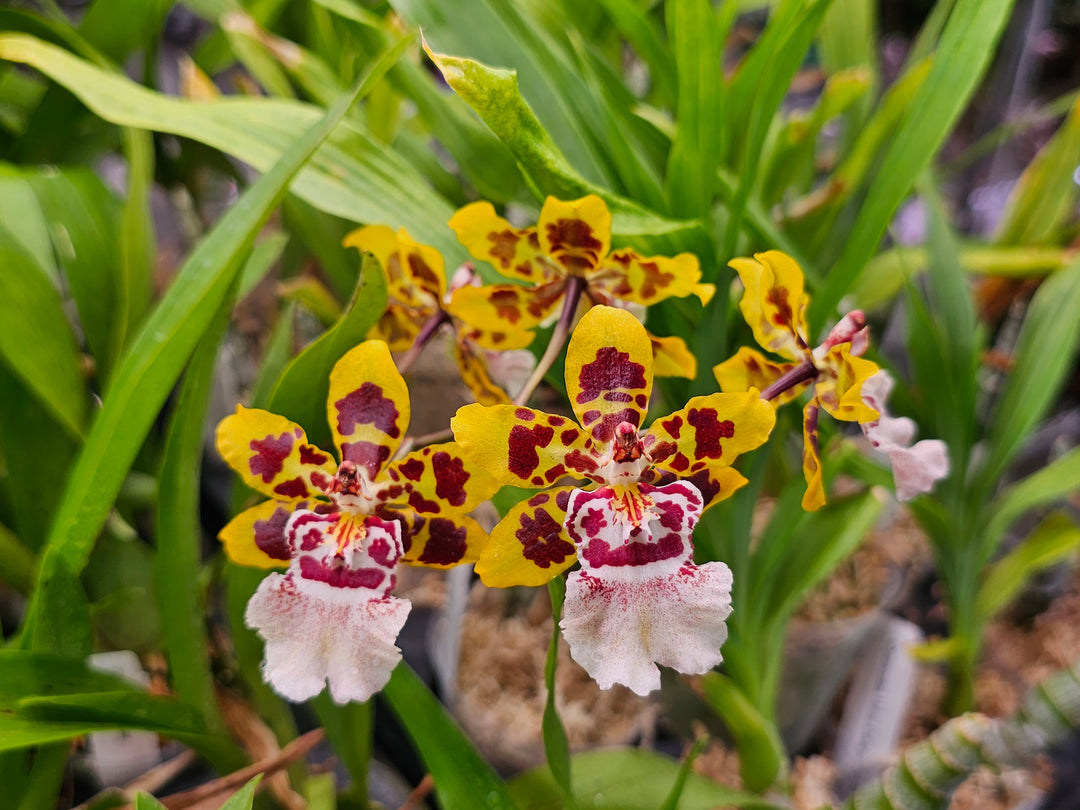 Oncidium Wildcat Orchid Oncidinae Orchids Manu s Orchids oncidium-wildcat-orchid-oncidinae-orchids-manu-s-orchids