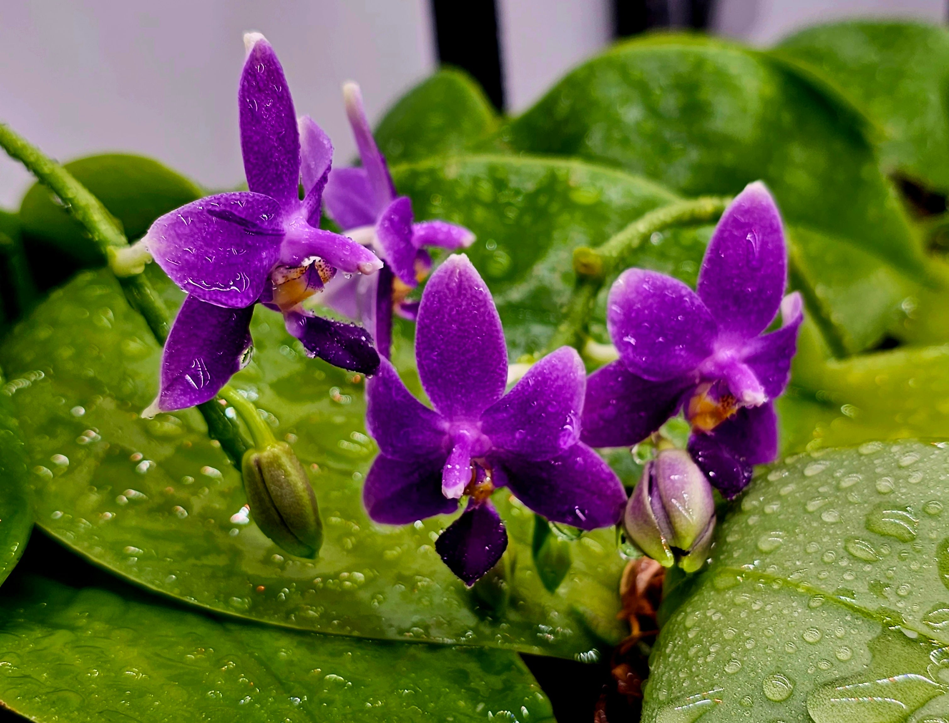 ORCHID BLUES Store Online – Buy ORCHID BLUES products online in