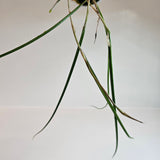 Brassavola cucullata