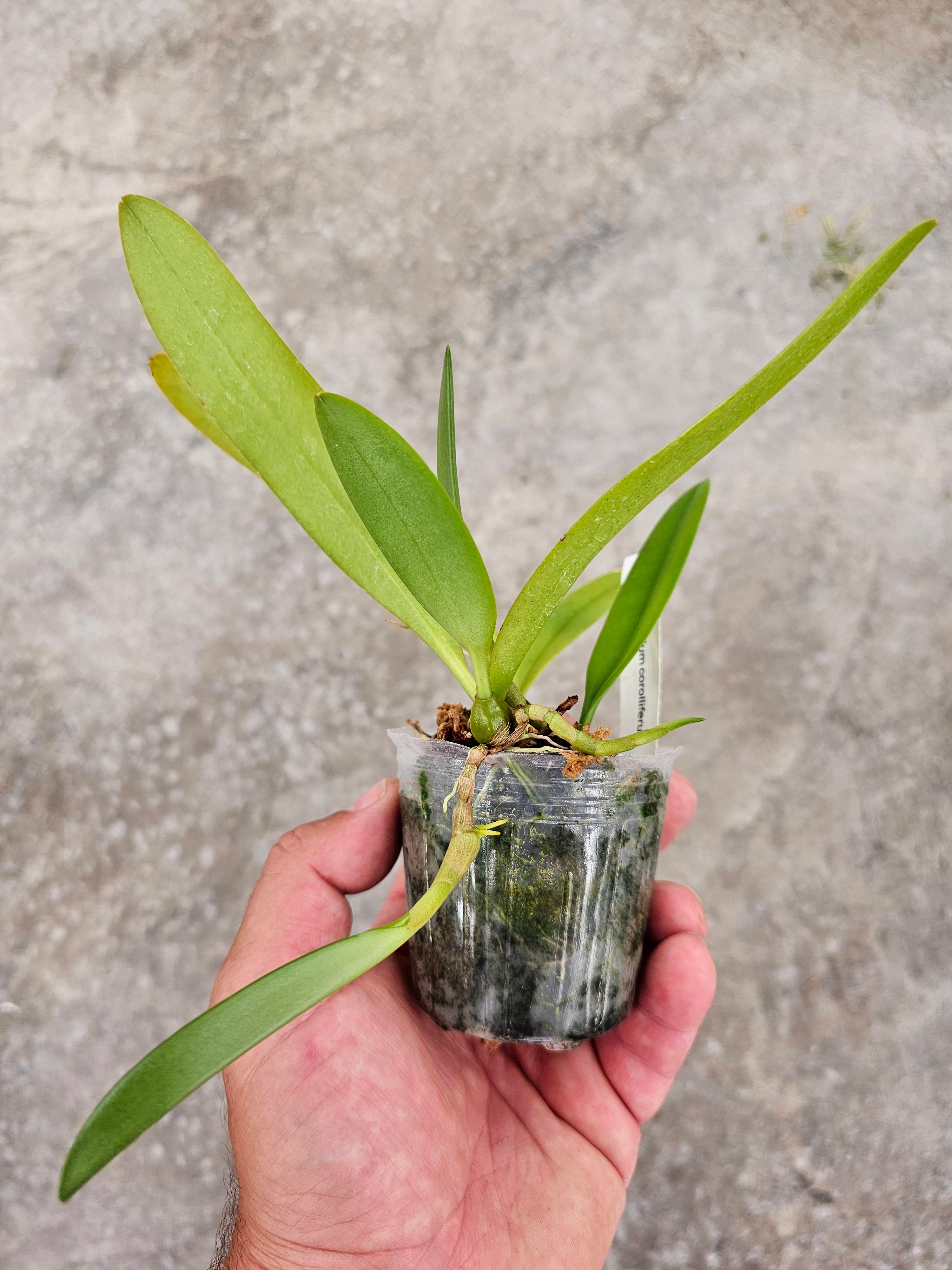 Bulbophyllum Corolliferum Orchid Bulbophyllum Orchids Manu's Orchids
