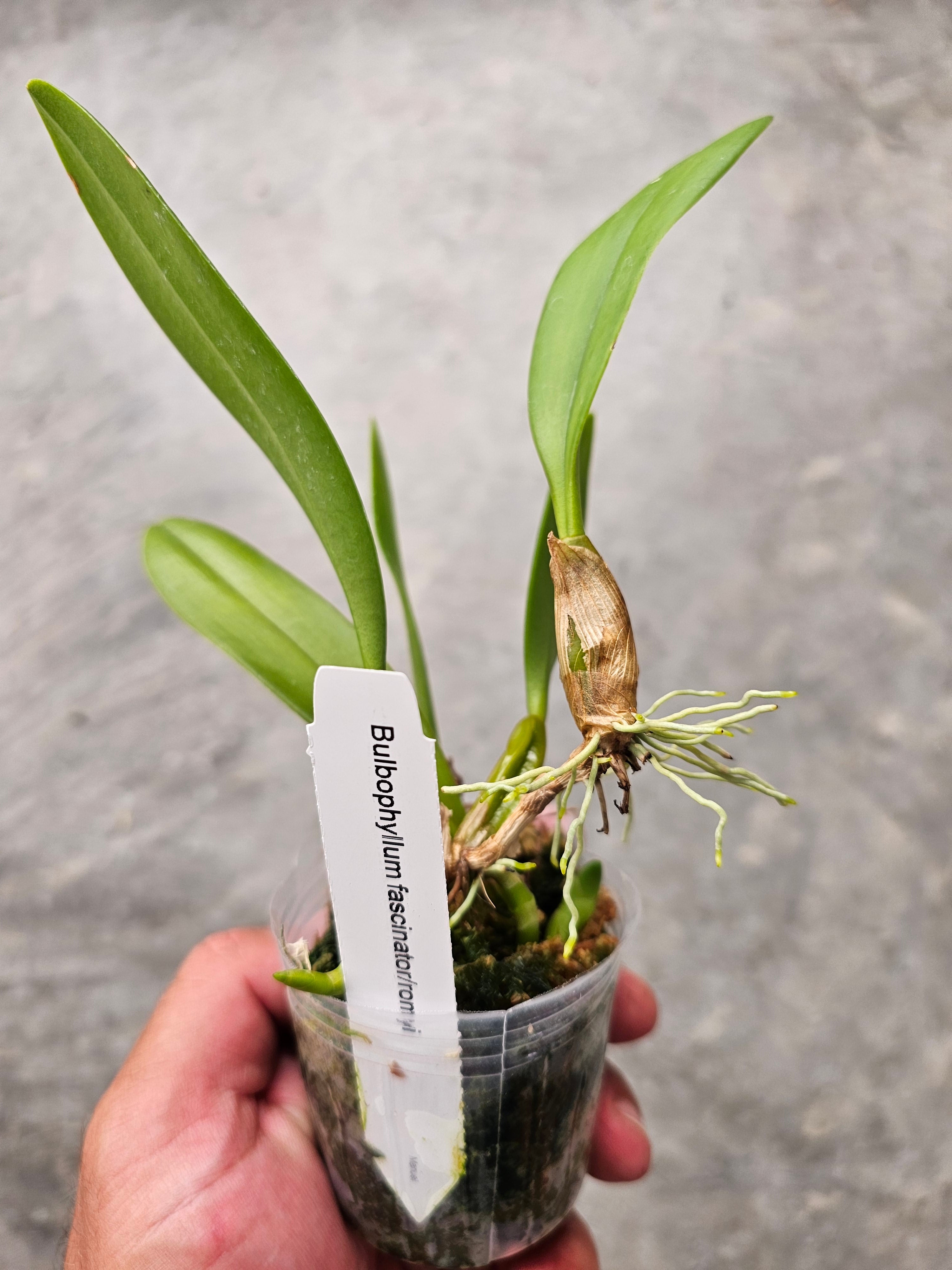 Romyi Bulbophyllum Fascinator/romyi Orchid - Bulbophyllum Orchids | Manu's ...