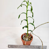 Dendrobium anosmum 'A touch of class'