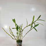 Dendrobium linawianum