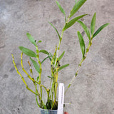 Dendrobium linawianum