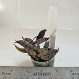 Oeceoclades roseo-variegata