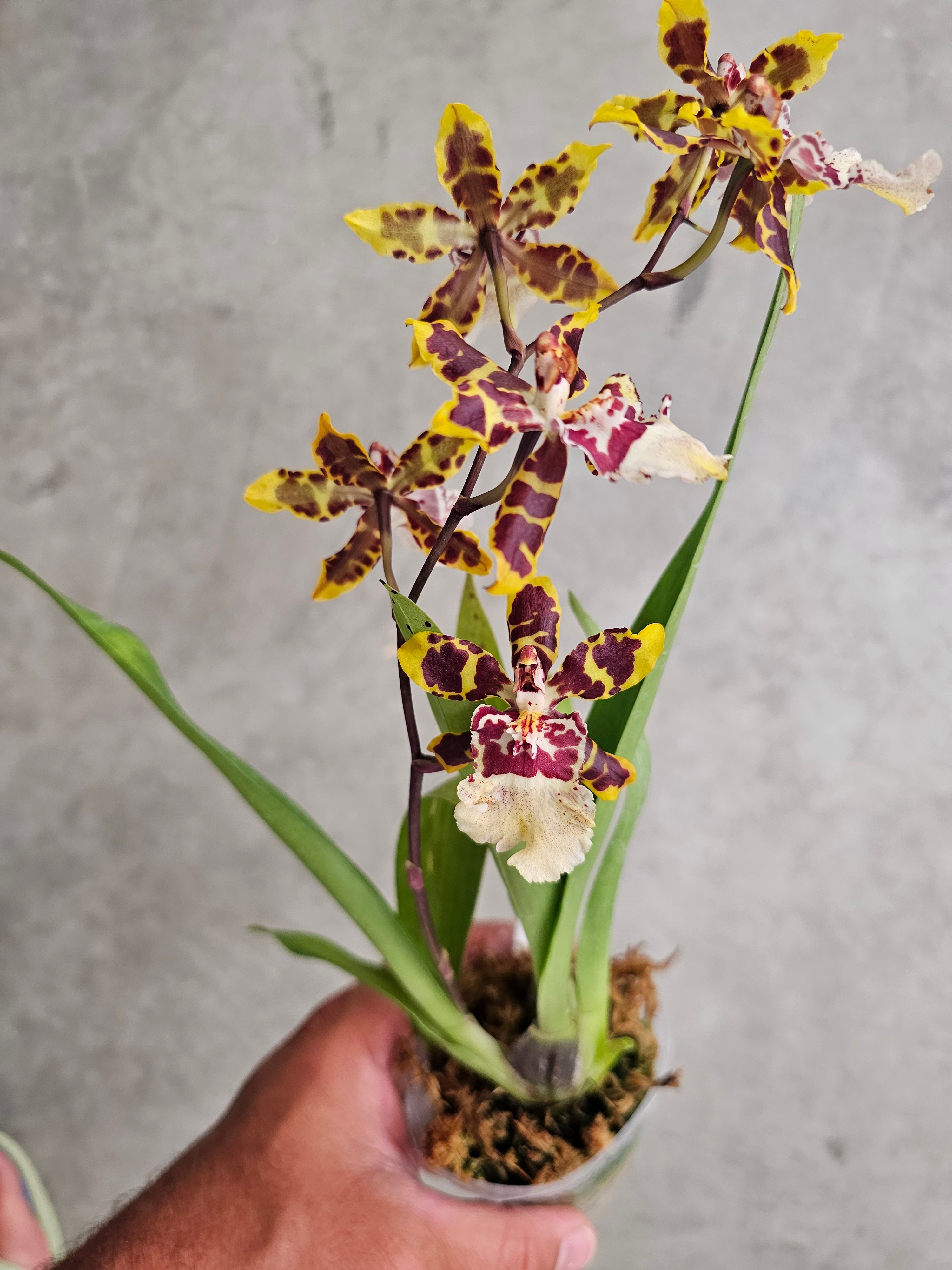Oncidium Wildcat Orchid Oncidinae Orchids Manu s Orchids oncidium-wildcat-orchid-oncidinae-orchids-manu-s-orchids