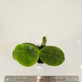 Phal. bellina ('Red Apple' x f. alba) seedgrown