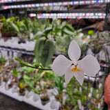 Phalaenopsis amabilis subsp. rosenstromii from Irian Jaya (légèrement parfumé) 