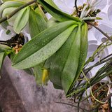 Phalaenopsis amabilis subsp. rosenstromii from Irian Jaya (légèrement parfumé) 