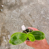 Phalaenopsis mannii f. flava