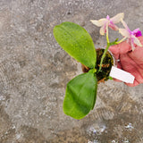 Phalaenopsis Sweet Memory 'Liodoro' (Phal. Deventeriana × Phal. violacea)
